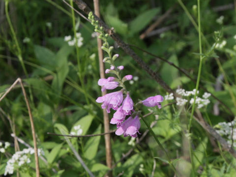 Physostegia intermedia