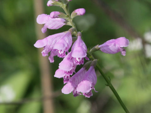 Physostegia intermedia