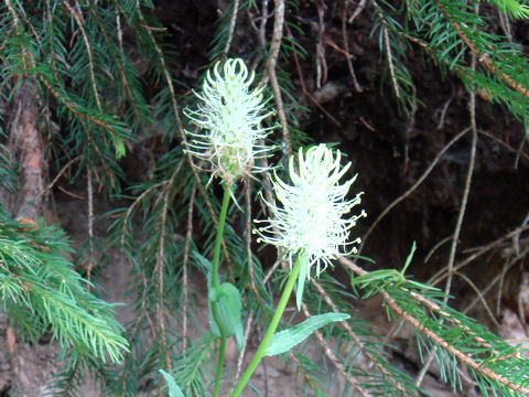 Phyteuma spicatum