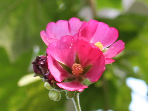 Phymosia umbellata