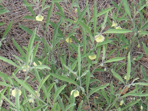 Physalis walteri