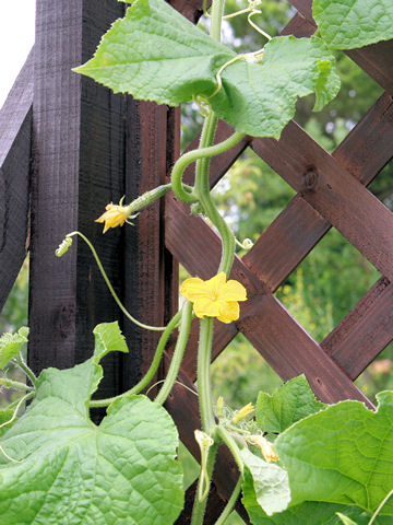 Cucumis sativus