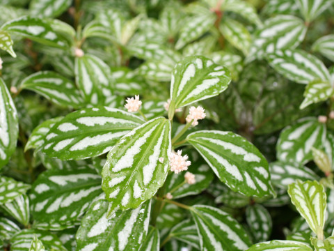 Pilea cadierei