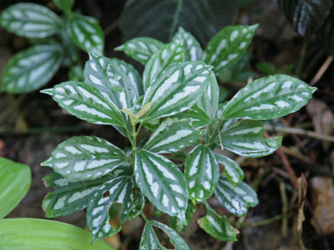 Pilea cadierei