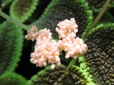 Pilea cv. Moon Valley