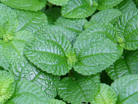 Pilea nummulariifolia