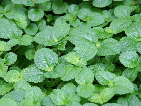 Pilea nummulariifolia