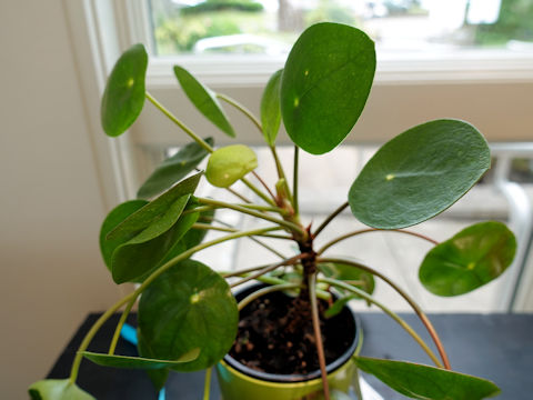 Pilea peperomioides