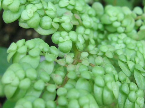 Pilea serpyllacea