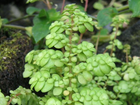 Pilea serpyllacea