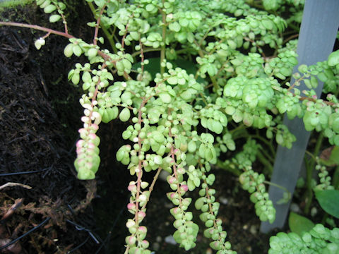 Pilea serpyllacea