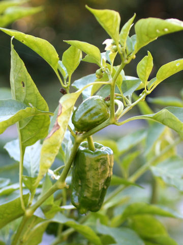 Capsicum annuum var. grossum