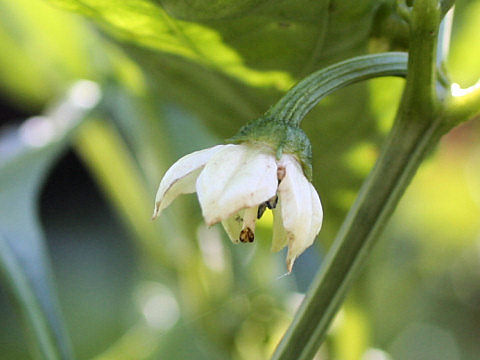 Capsicum annuum var. grossum