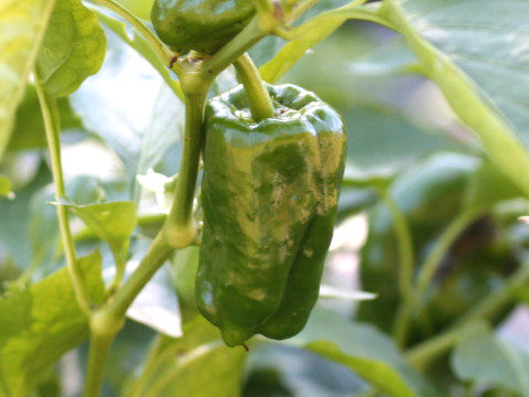 Capsicum annuum var. grossum