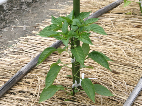 Capsicum annuum var. grossum