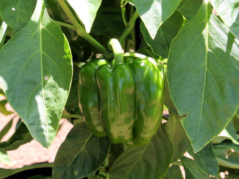 Capsicum annuum var. grossum