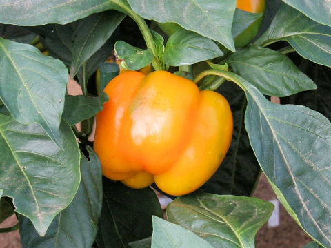 Capsicum annuum var. grossum