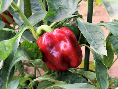 Capsicum annuum var. grossum