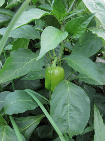 Capsicum annuum var. grossum