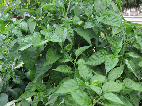 Capsicum annuum var. grossum