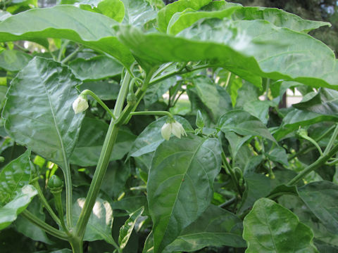 Capsicum annuum var. grossum