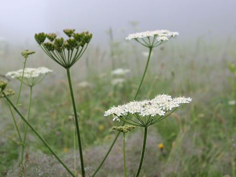 Pimpinella major