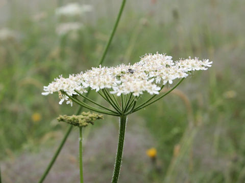 Pimpinella major