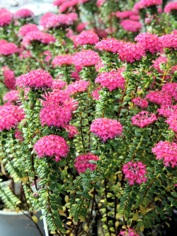 Pimelea rosea