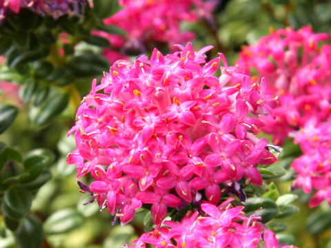 Pimelea rosea