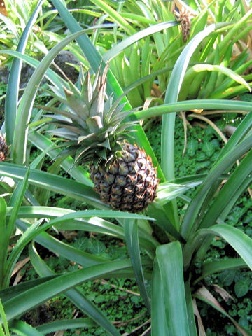 Ananas comosus