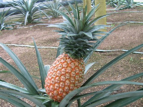 Ananas comosus