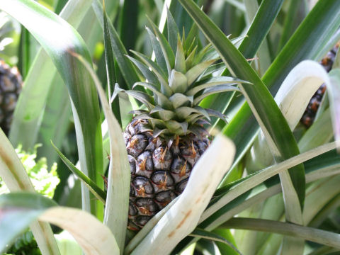 Ananas comosus