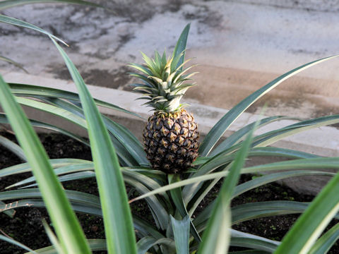 Ananas comosus