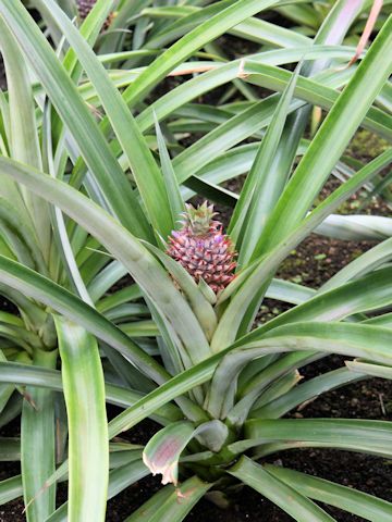 Ananas comosus