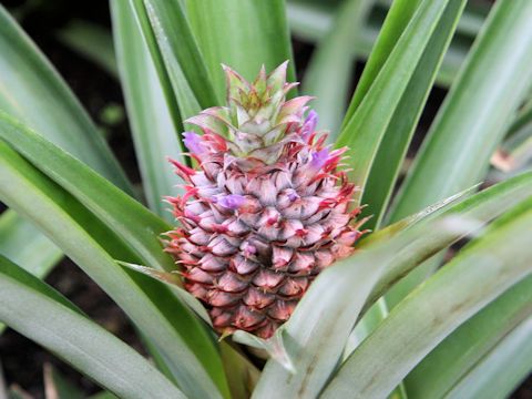 Ananas comosus