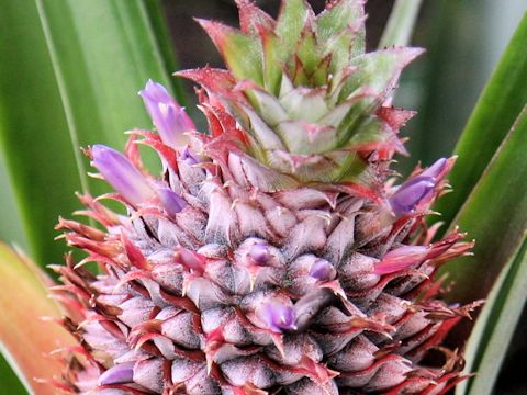 Ananas comosus