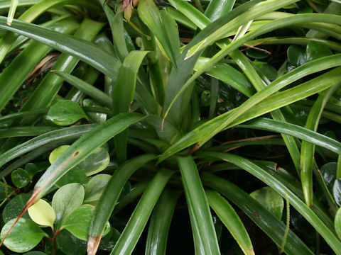 Ananas comosus