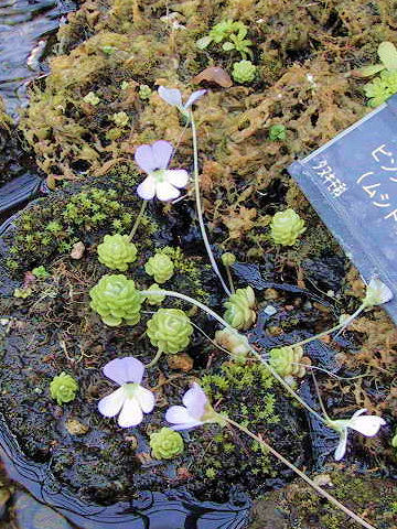 Pinguicula esseriana