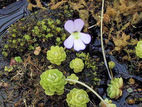 Pinguicula esseriana