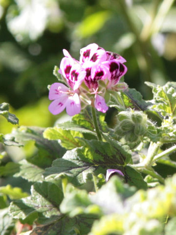 Pelargonium denticulatum