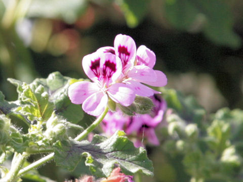 Pelargonium denticulatum