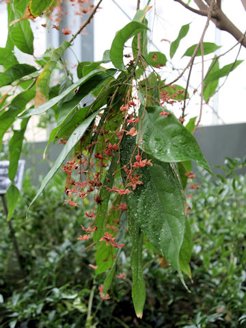Sterculia lanceolata