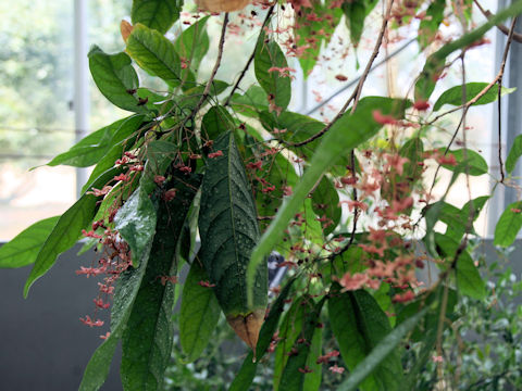 Sterculia lanceolata