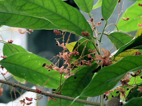 Sterculia lanceolata
