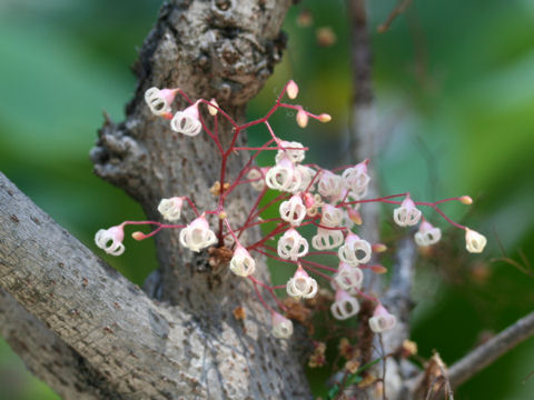 Sterculia nobilis