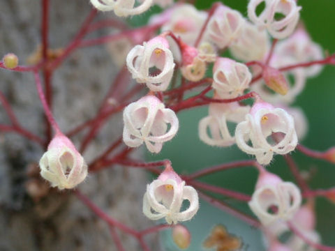 Sterculia nobilis