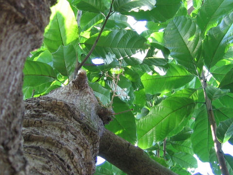 Sterculia nobilis