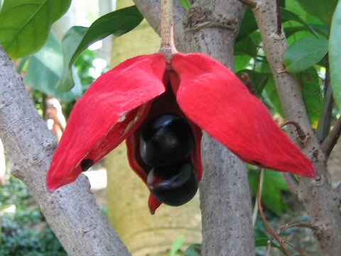 Sterculia nobilis