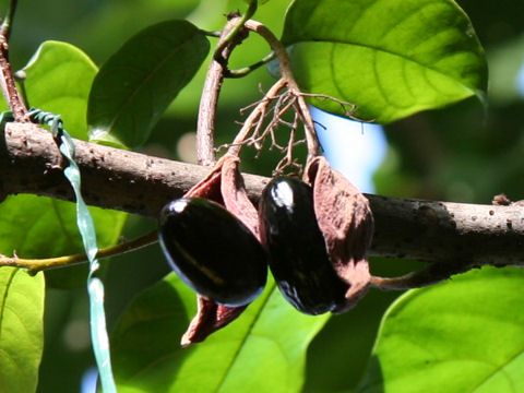 Sterculia nobilis