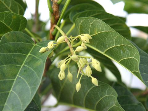 Sterculia nobilis